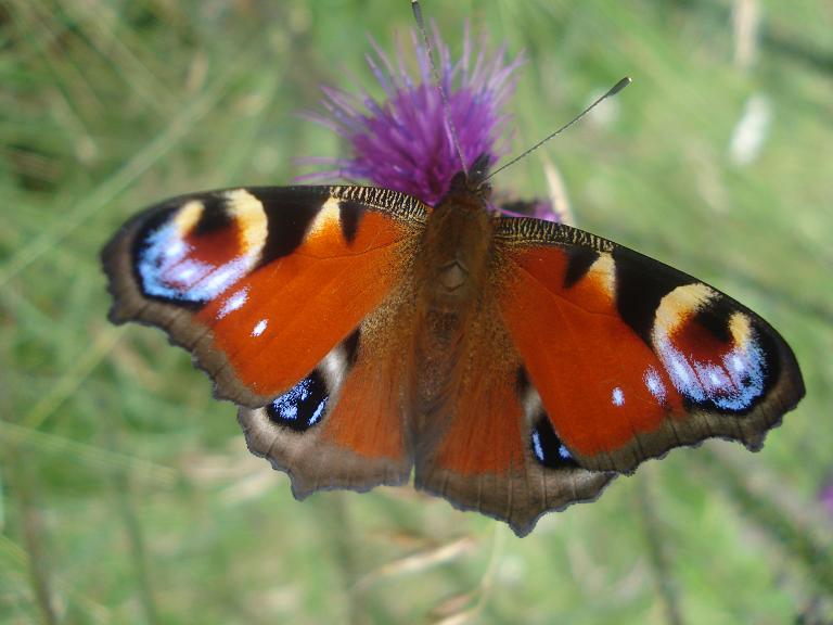 Aglais io (Pejo, TN)